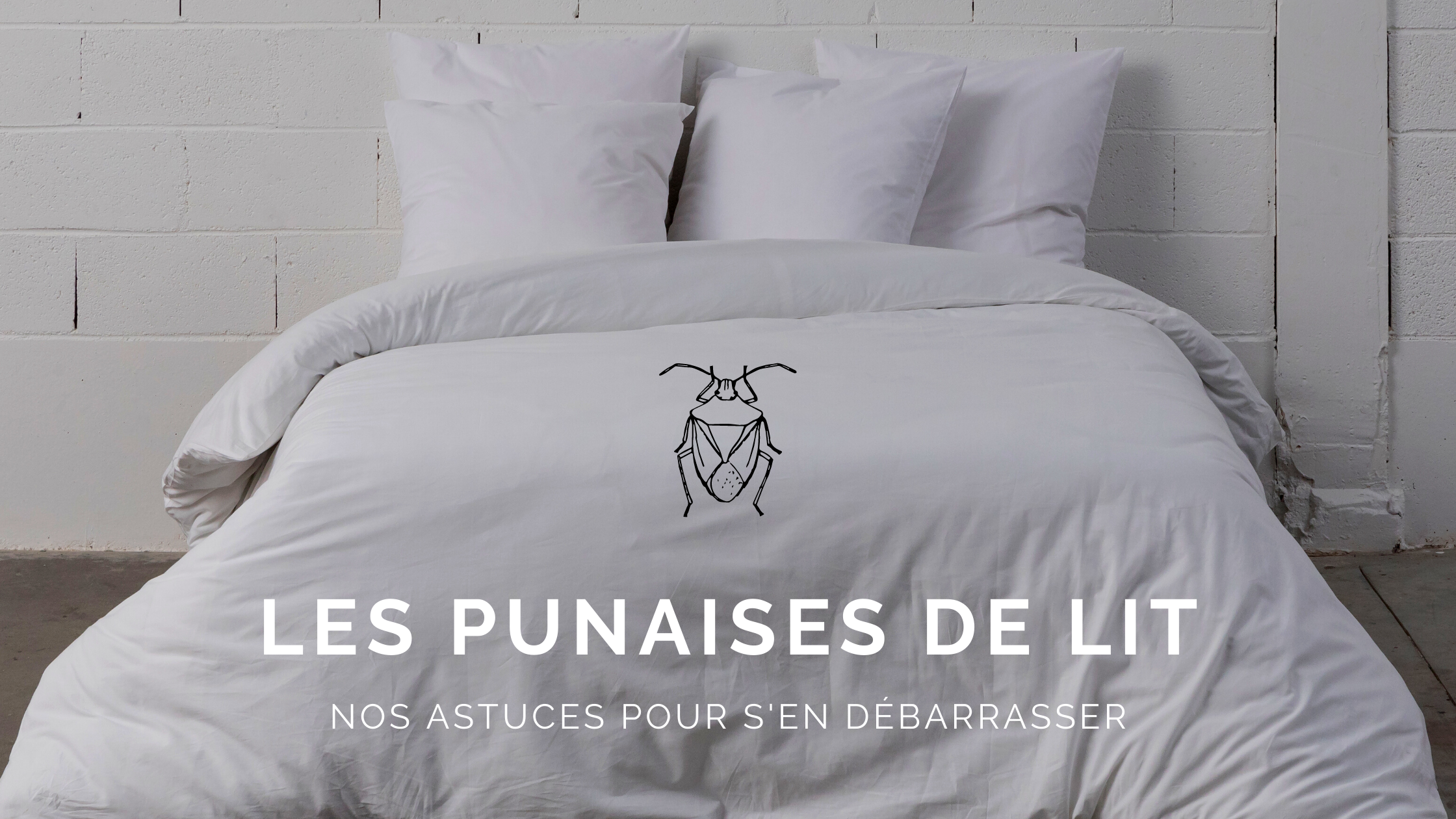 Nos astuces anti punaises de lit